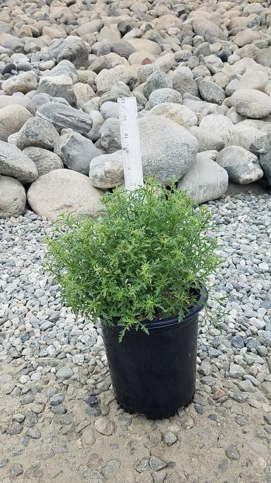 Photo for Verbena lilacina 'De La Mina' (De La Mina Verbena)