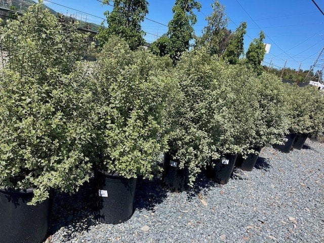 Photo for Pittosporum tenuifolium 'Marjorie Channon' (Variegated Kohuhu)