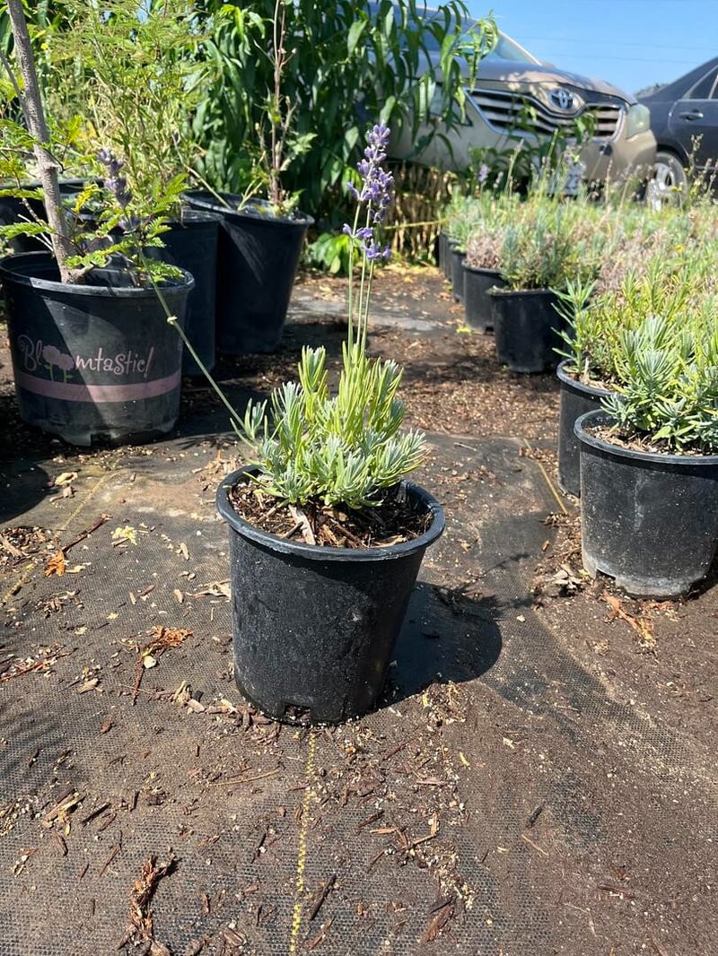 Photo for Lavandula angustifolia 'Hidcote' (English Lavender )