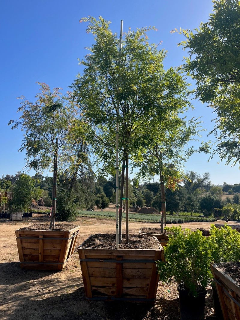 Photo for Ulmus parviflora 'Drake' (Standard) (Drake's Chinese Elm)