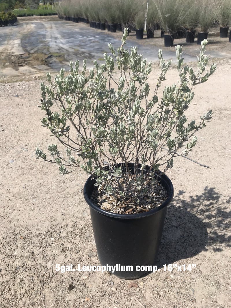Photo for Leucophyllum langmaniae 'Rio Bravo' (Rio Bravo Texas Ranger)