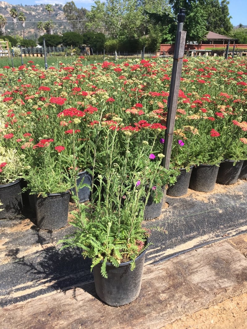 Photo for Achillea 'Paprika' (Paprika Yarrow)