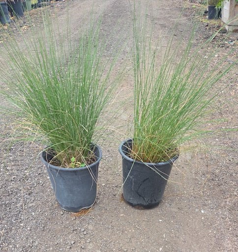 Photo for Muhlenbergia capillaris 'Pink Cloud' (Pink Cloud Muhly)