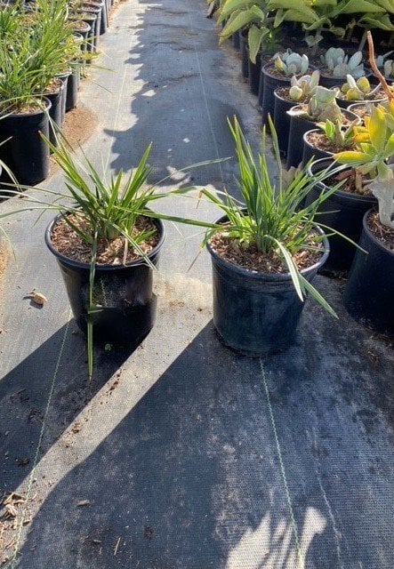 Photo for Dianella revoluta 'Little Rev' (Little Rev Flax Lily)