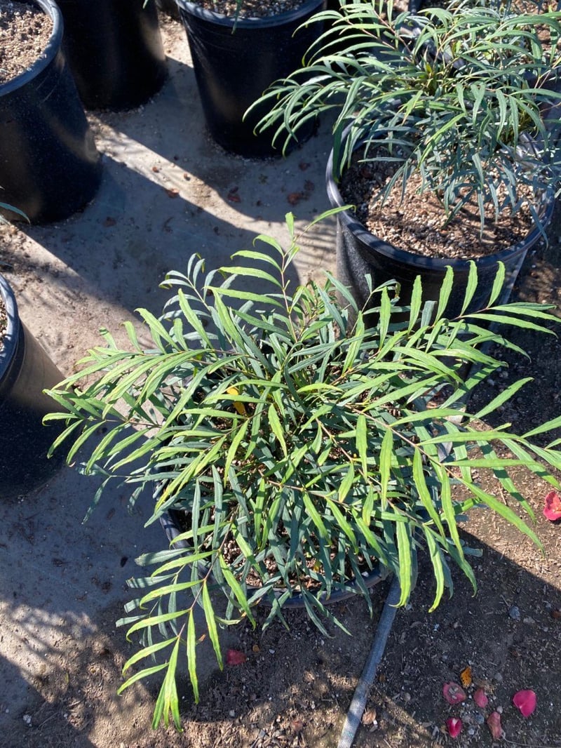 Photo for Mahonia eurybracteata 'Soft Caress' (Soft Caress Mahonia)