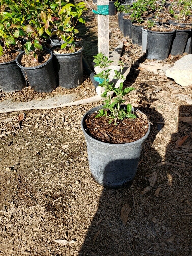 Photo for Lantana camara ‘Gold Mound’ (Gold Mound Lantana)