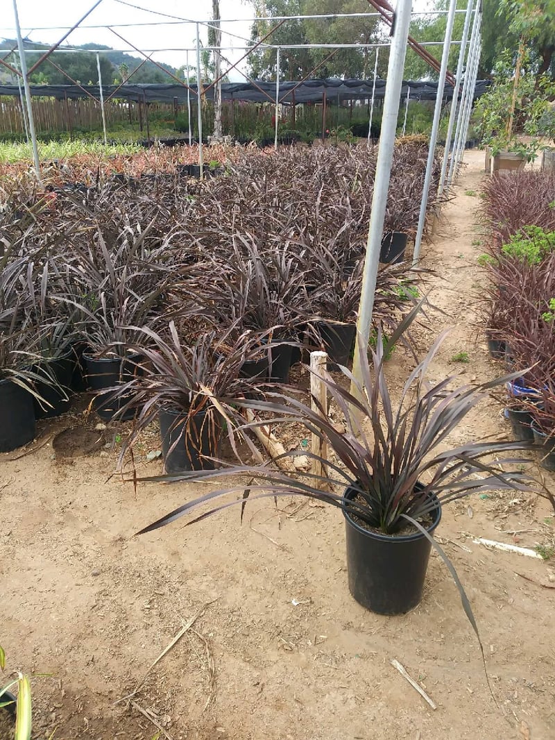 Photo for Phormium tenax 'Atropurpureum' (Bronze Flax)