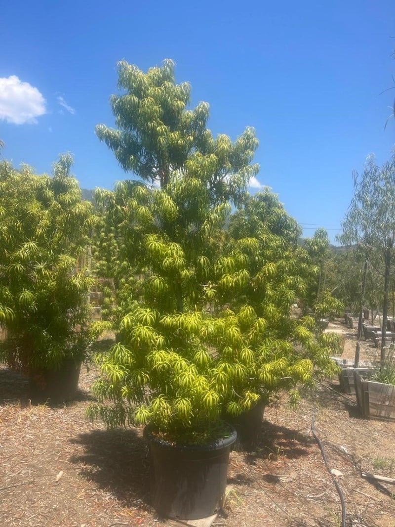 Photo for Podocarpus henkelii (Long Leafed Yellowwood)
