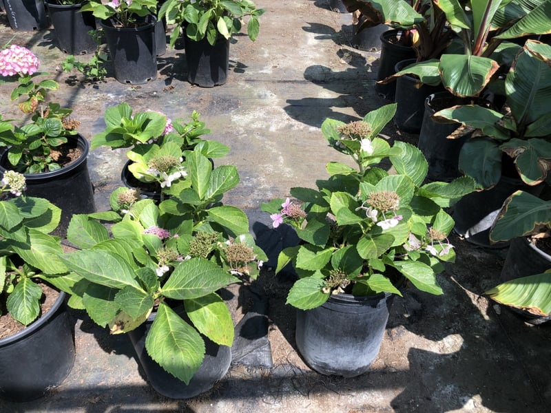 Photo for Hydrangea (any variety) (Hydrangea)