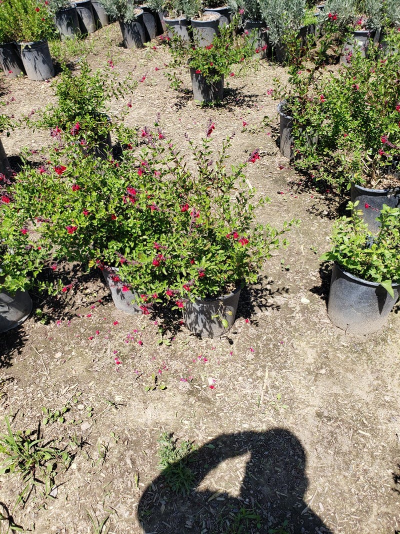 Photo for Salvia greggii (Autumn Sage)