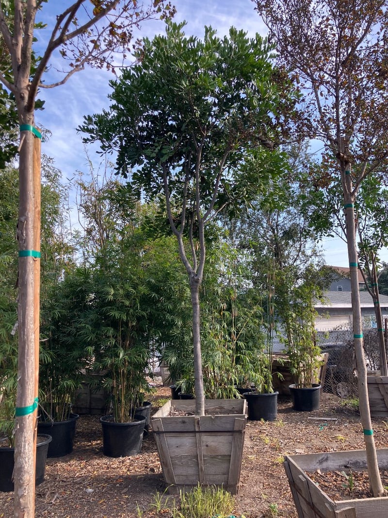 Photo for Cupaniopsis anacardioides (Standard) (Carrotwood)
