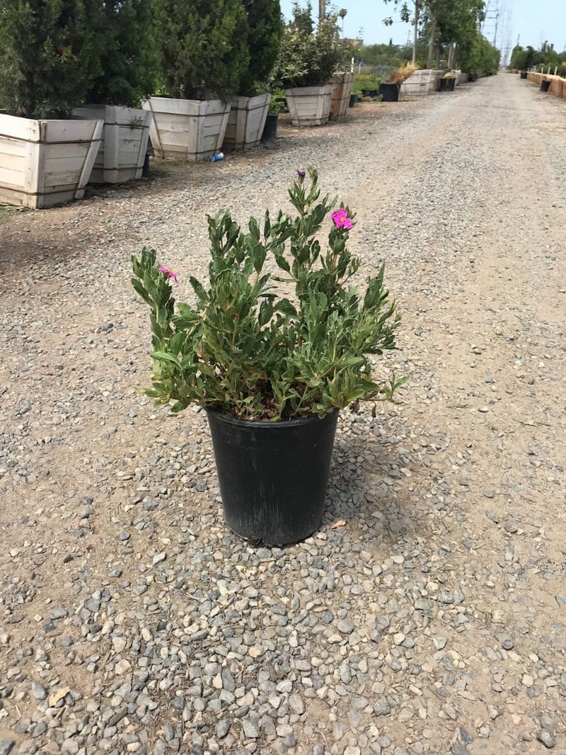 Photo for Cistus 'Sunset' (Sunset Rockrose)