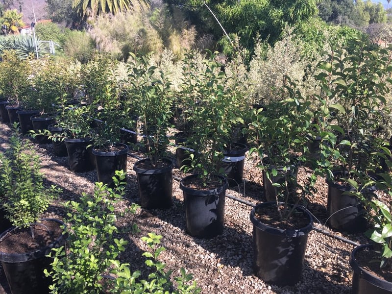 Photo for Ligustrum japonicum (Japanese Privet)