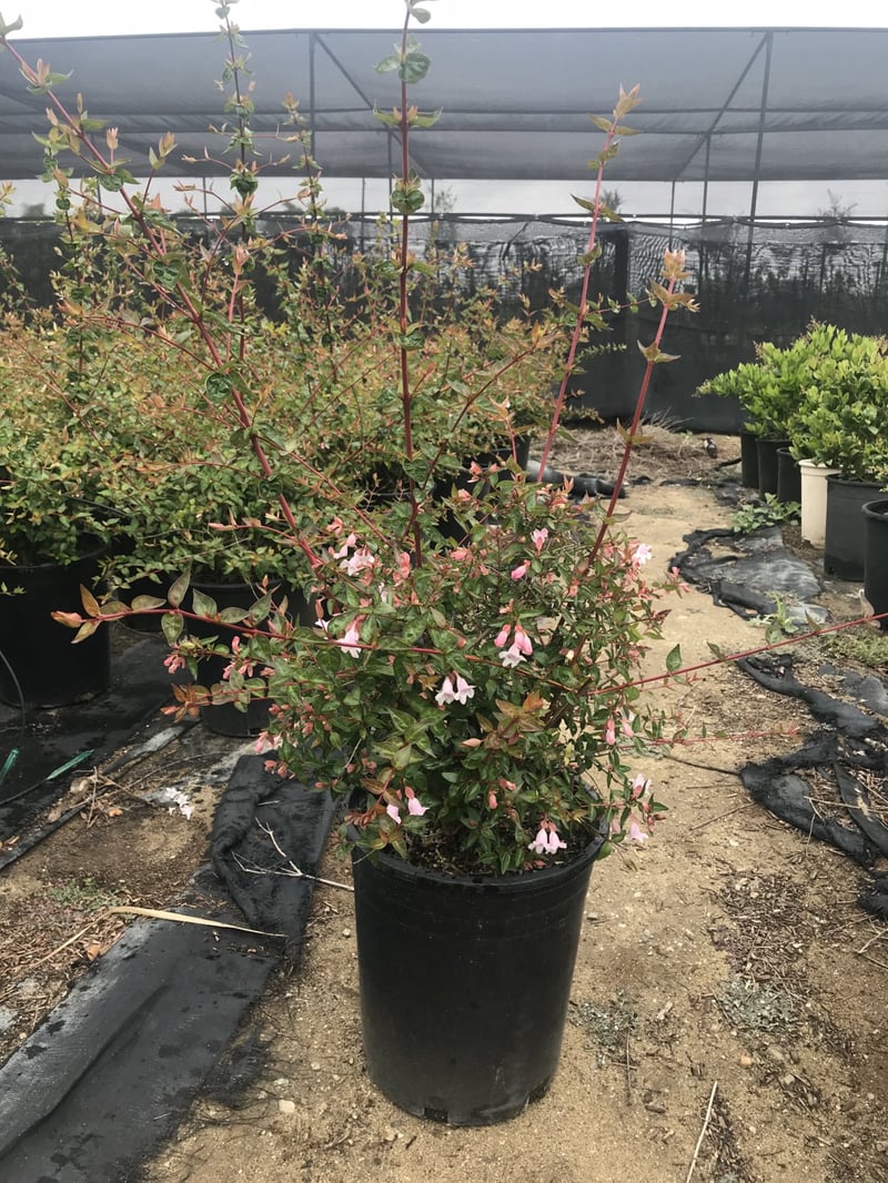 Photo for Abelia grandiflora 'Edward Goucher' (Edward Goucher Abelia)