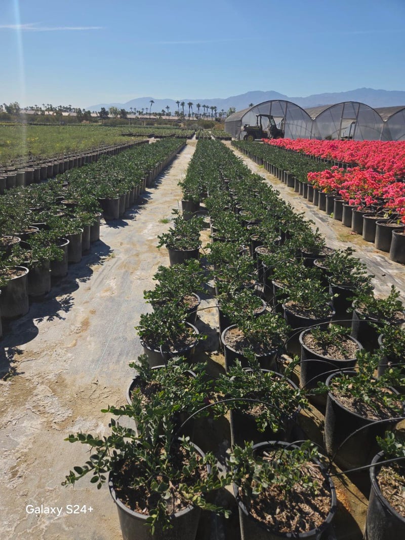 Photo for Carissa macrocarpa ‘Green Carpet’ (Green Carpet Natal Plum)