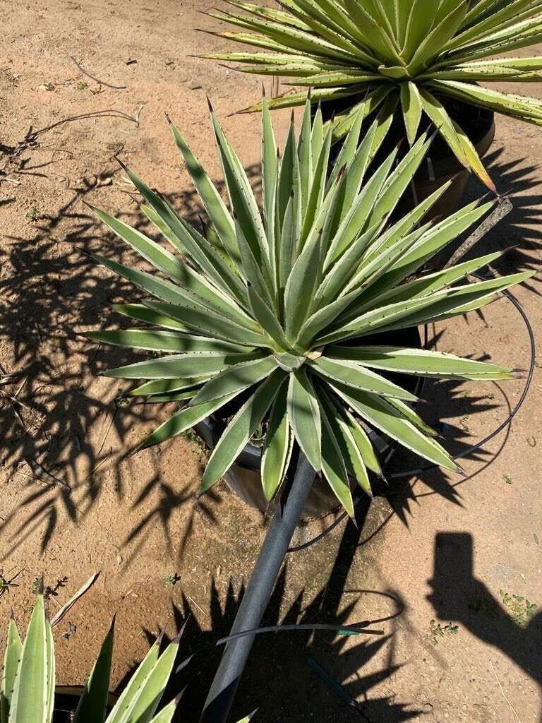 Photo for Agave angustifolia (Caribbean Agave)