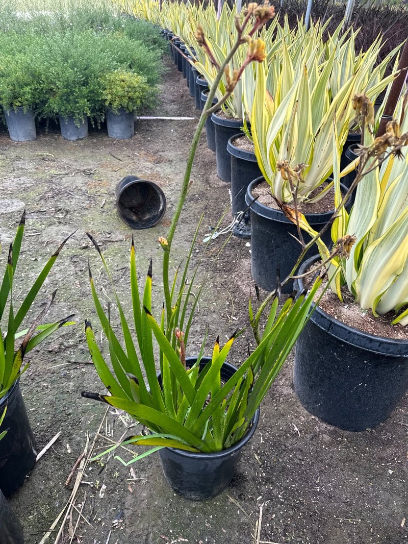 Photo for Anigozanthos 'Bush Gold' (Yellow Kangaroo Paw)