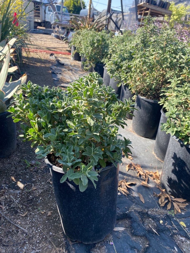 Photo for Cistus 'Sunset' (Sunset Rockrose)