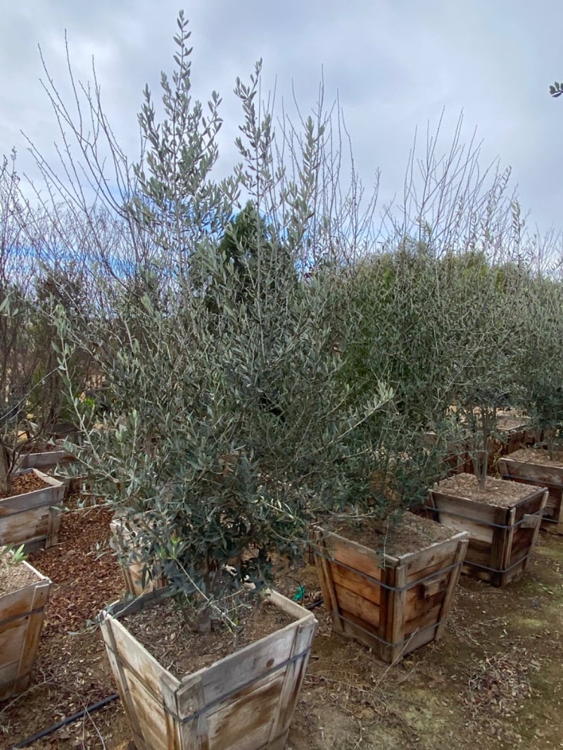 Photo for Olea europaea (Multi (European Olive Tree)