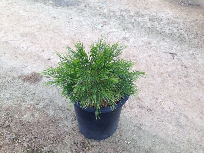 Photo for Acacia cognata 'Cousin Itt' (Little River Wattle)