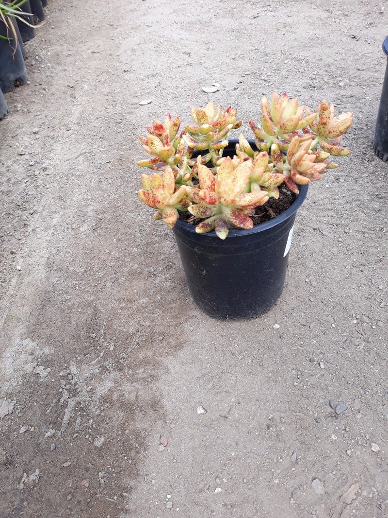 Photo for Sedum nussbaumerianum (Coppertone Stonecrop)