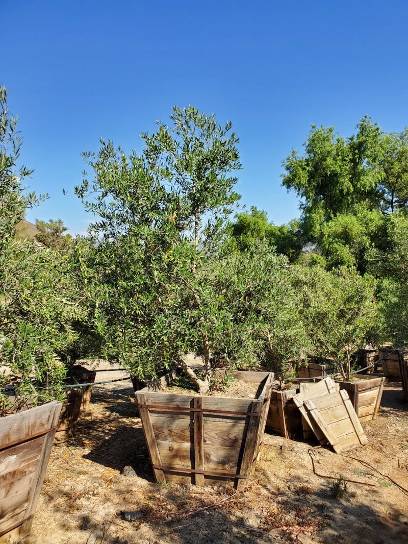 Photo for Olea europaea 'Manzanillo' (Manzanillo Olive)