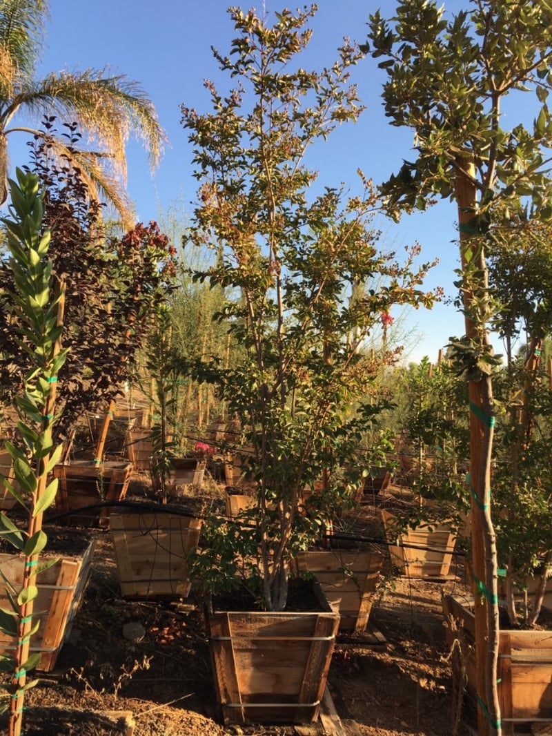 Photo for Lagerstroemia indica x fauriei 'Tuscarora' (Multi) (Tuscarora Crape Myrtle)