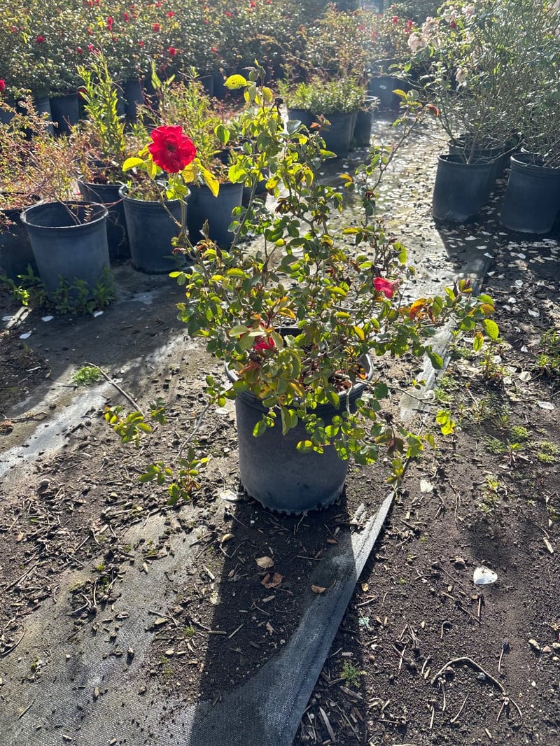 Photo for Rosa iceberg (Red) (Red Iceberg Rose)