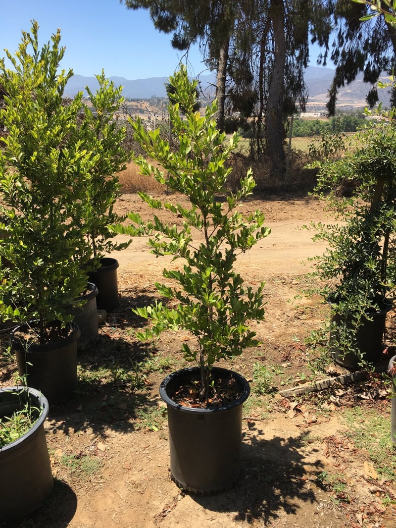 Photo for Prunus caroliniana 'Bright 'n Tight' ('Compacta') (COLUMN) (Bright 'N Tight ('Compacta') Carolina Laurel Cherry)