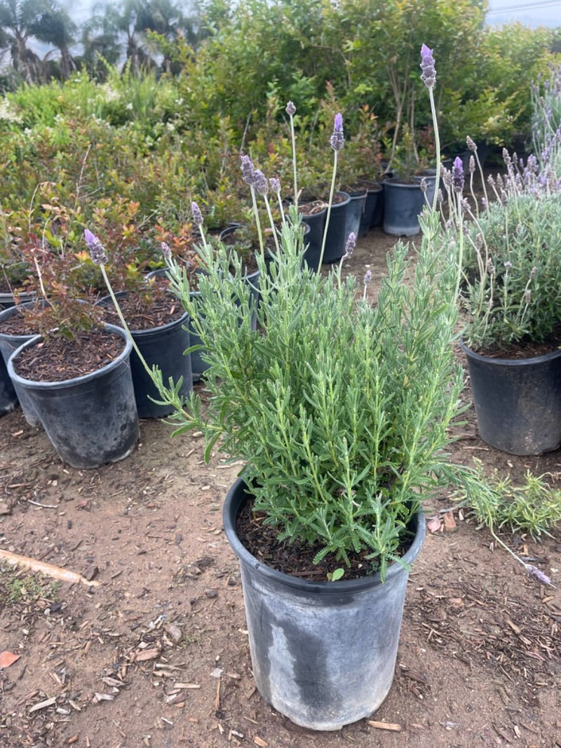 Photo for Lavandula dentata (French Lavender)