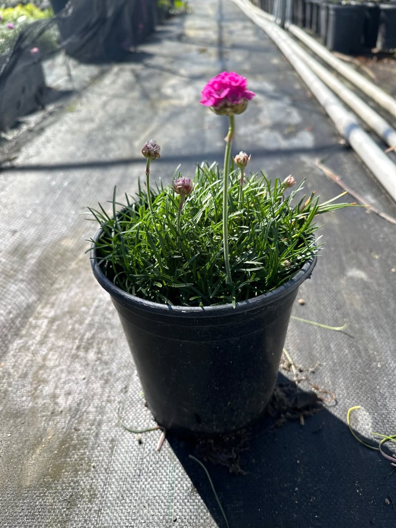 Photo for Armeria maritima (Sea Thrift)