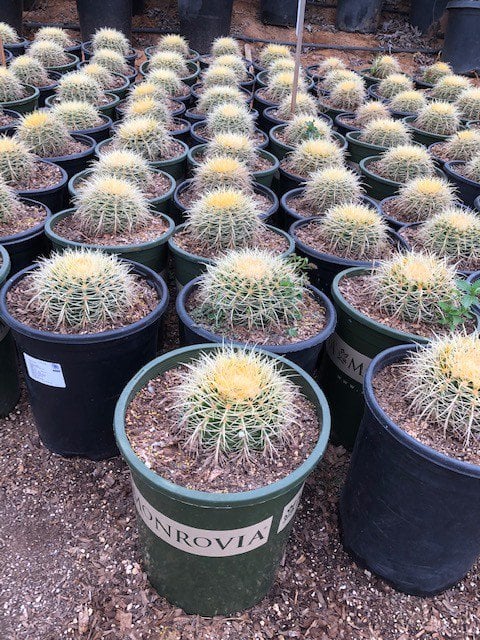 Photo for Echinocactus grussoni (Golden Barrel Cactus)