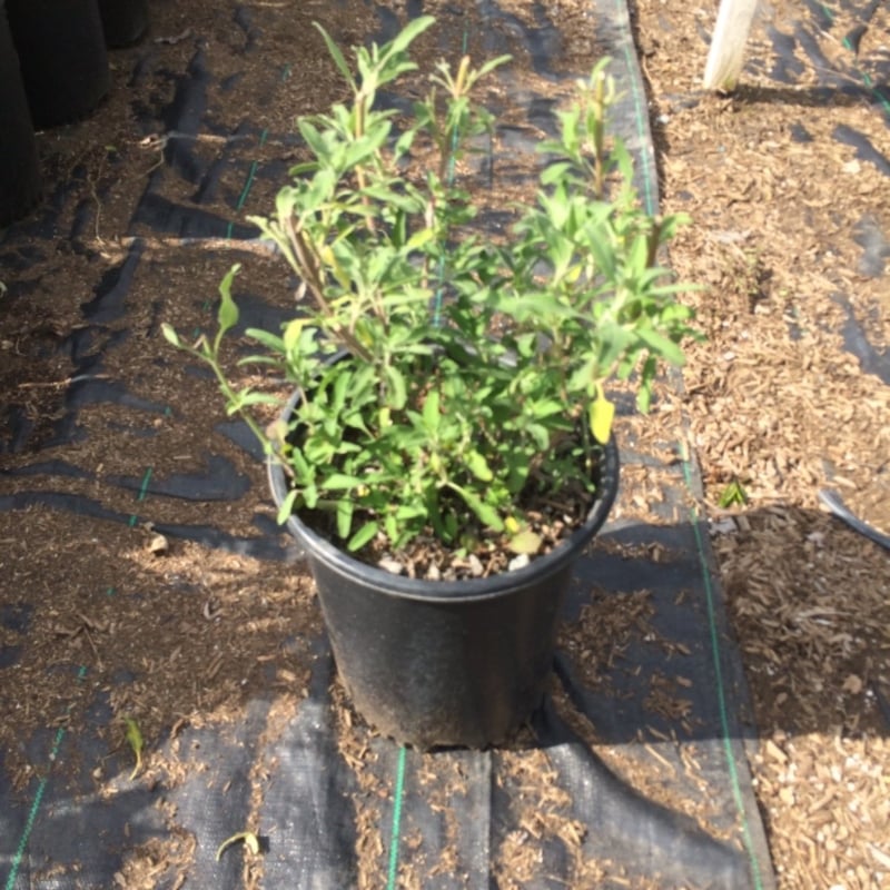 Photo for Salvia clevelandii (Cleveland Sage)