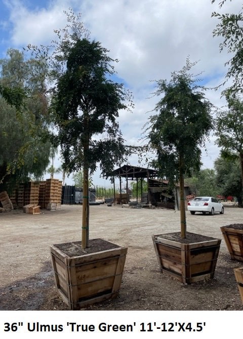 Photo for Ulmus parviflora 'True Green' (True Green Chinese Elm)