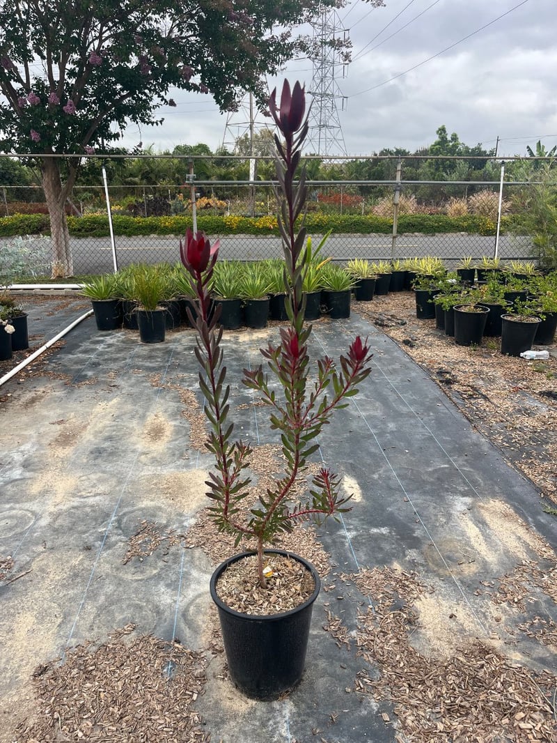 Photo for Leucadendron hybrid ‘Safari Sunset’ (Safari Sunset Conebush)
