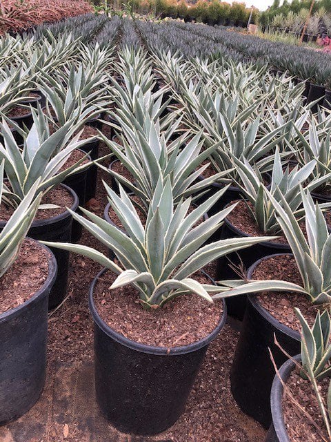 Photo for Agave angustifolia 'Marginata' (Caribbean Agave)