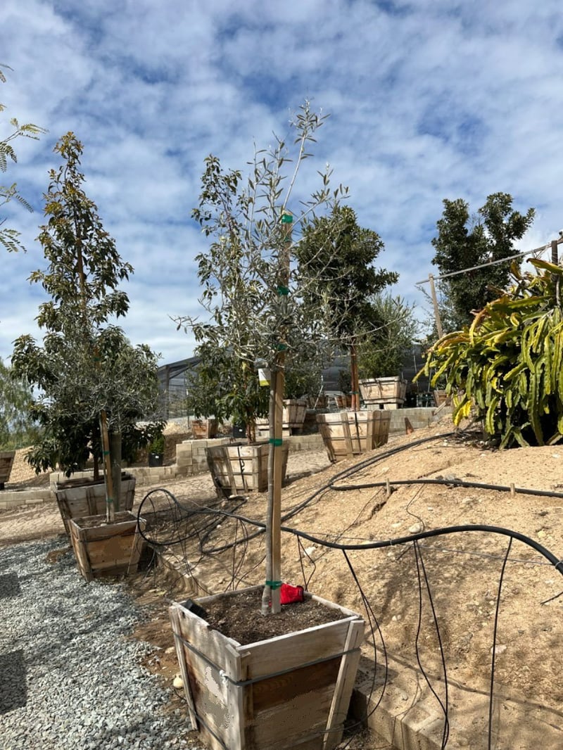 Photo for Olea europaea 'Swan Hill' (Standard) (Swan Hill Fruitless Olive)