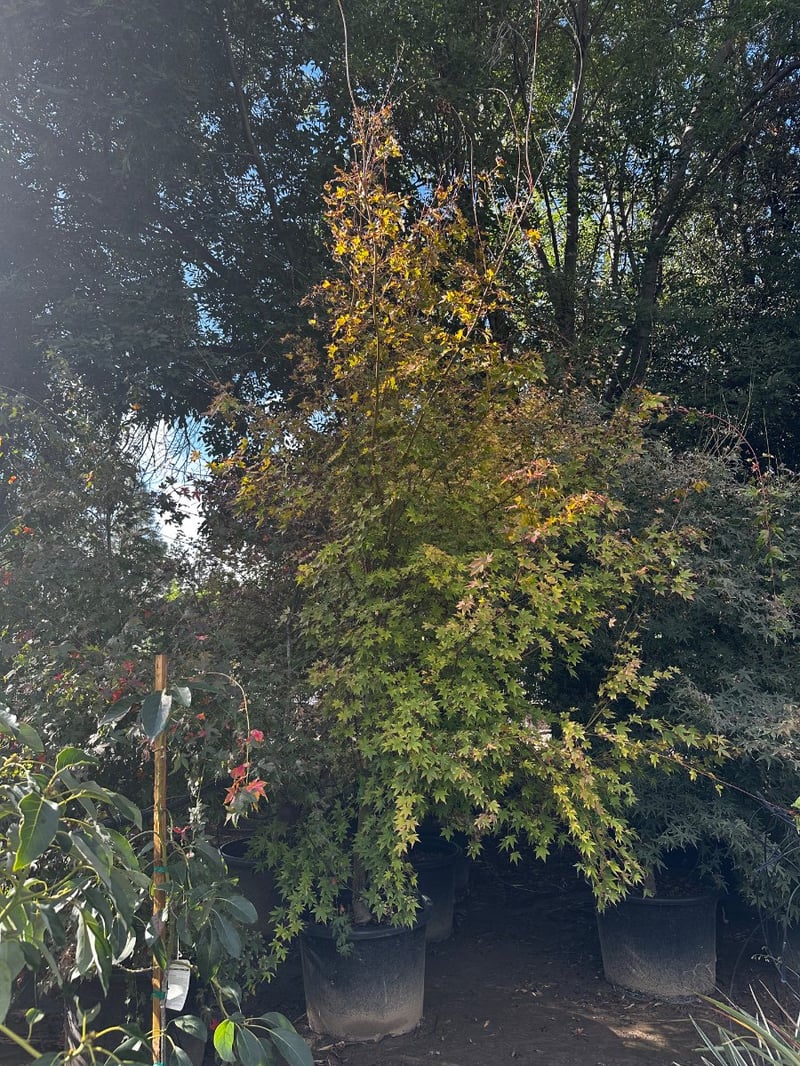 Photo for Acer palmatum 'Sango-kaku' (Sango-Kaku Japanese Maple)