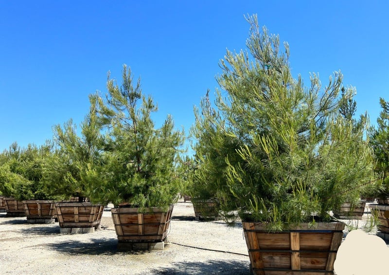 Photo for Pinus halepensis (Aleppo Pine)