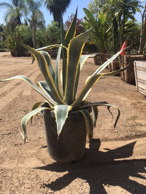 Photo for Agave americana var. marginata (Variegated Century Plant)