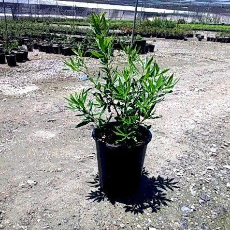 Photo for Myrica californica (Pacific Wax Myrtle)