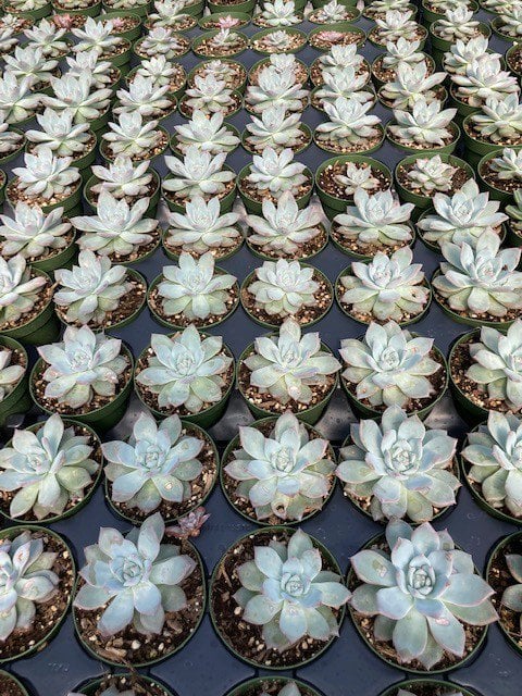 Photo for Echeveria (Mixed) (Assorted Echeveria)