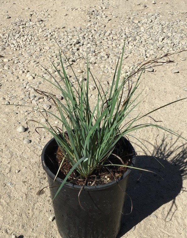 Photo for Sisyrinchium idahoense (S. bellum) (Blue Eyed Grass)