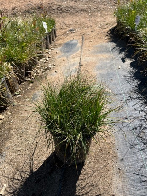 Photo for Carex praegracilis (California Field Sedge)