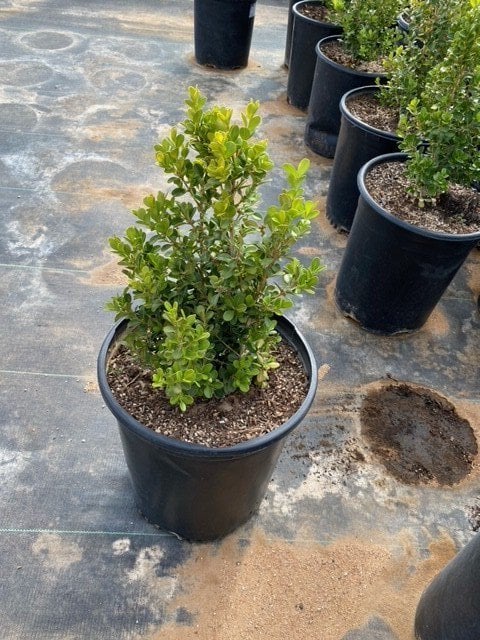 Photo for Buxus microphylla japonica 'Green Beauty' (Japanese Boxwood 'Green Beauty')