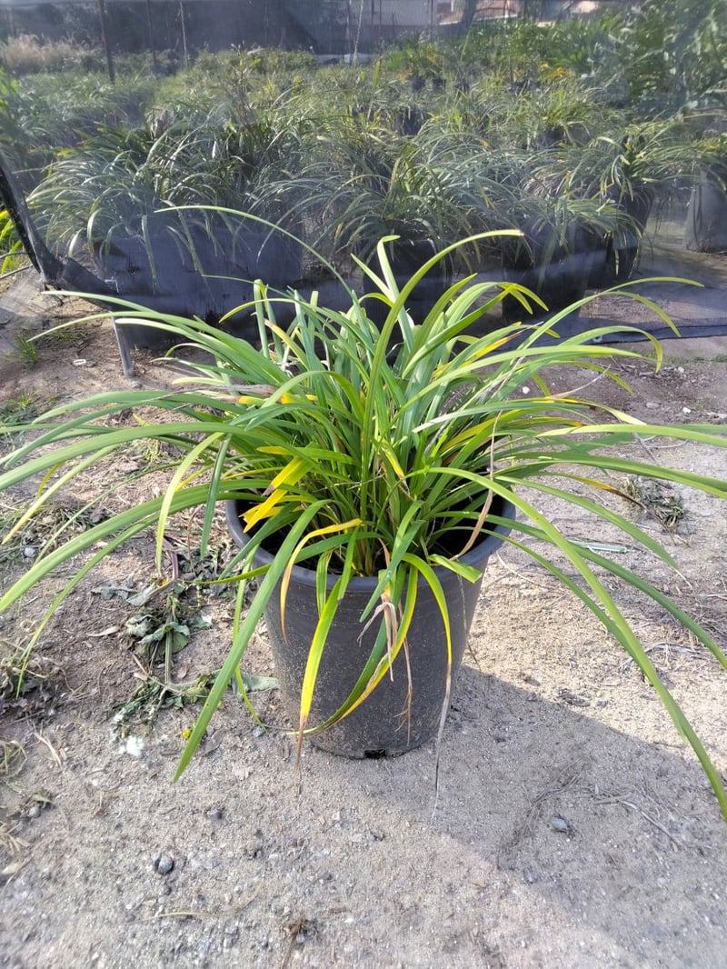 Photo for Liriope muscari 'Gigantea' (Giant Blue Lily Turf)