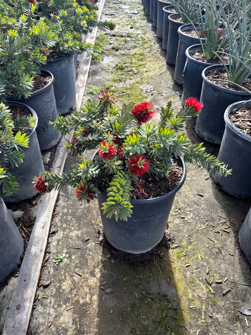 Photo for Callistemon citrinus 'Little John' (Dwarf Bottlebrush)