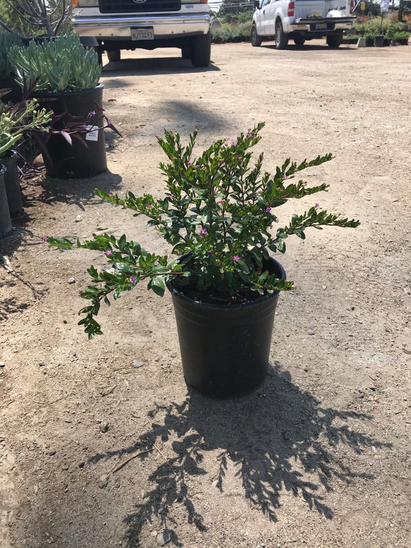 Photo for Cuphea hyssopifolia (Mexican Heather)