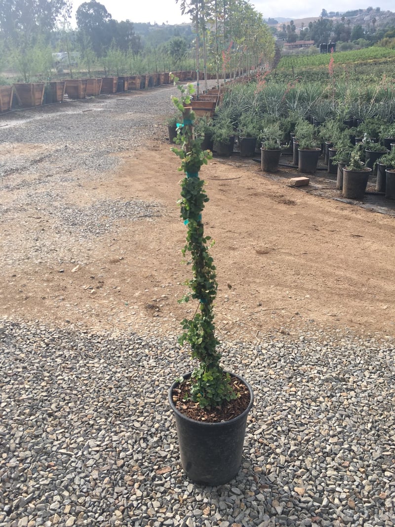 Photo for Ficus pumila (Vine) (Creeping Fig Ficus)