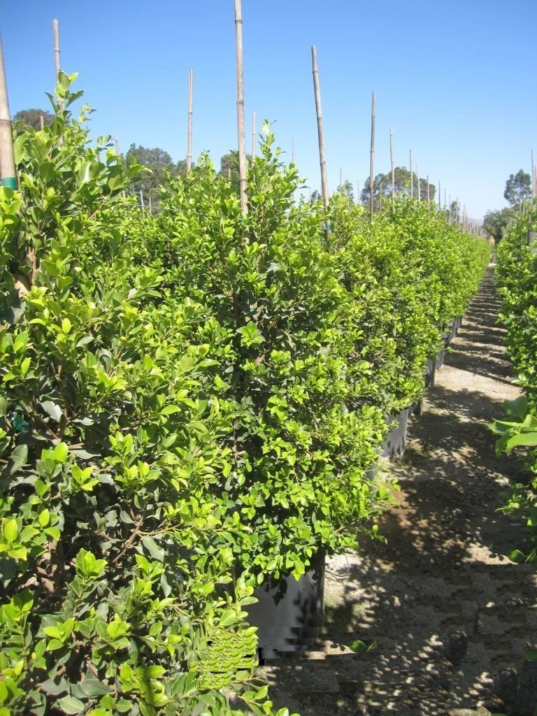 Photo for Ficus microcarpa nitida 'Green Gem' (Green Gem Indian Laurel Fig)